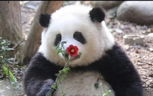 熊猫花花吃瓜挨揍,一场趣味横生的“瓜界风波”