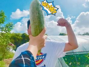 葡萄网红吃瓜,揭秘娱乐圈幕后真相