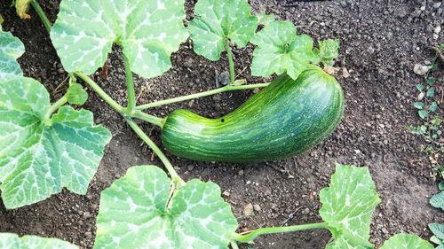 吃瓠瓜对宝宝好吗,宝宝辅食新选择