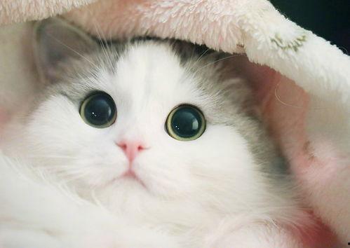 卵磷脂猫咪吃瓜,卵磷脂与瓜果的完美融合