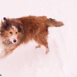 吃瓜少女养狗,欢乐与挑战并存