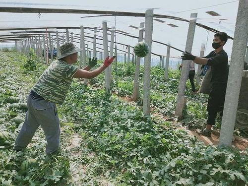 浦东吃瓜好时节