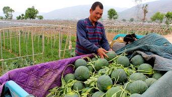 肥乡县城吃瓜,清凉一夏，尽享瓜果飘香