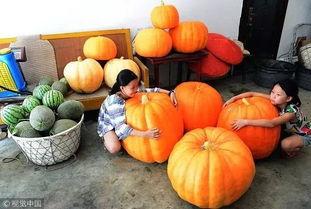 中秋吃小瓜,中秋佳节小瓜宴