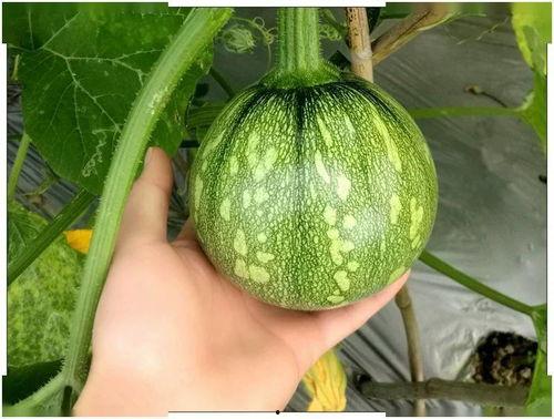 大竹小超吃瓜,揭秘娱乐圈幕后故事